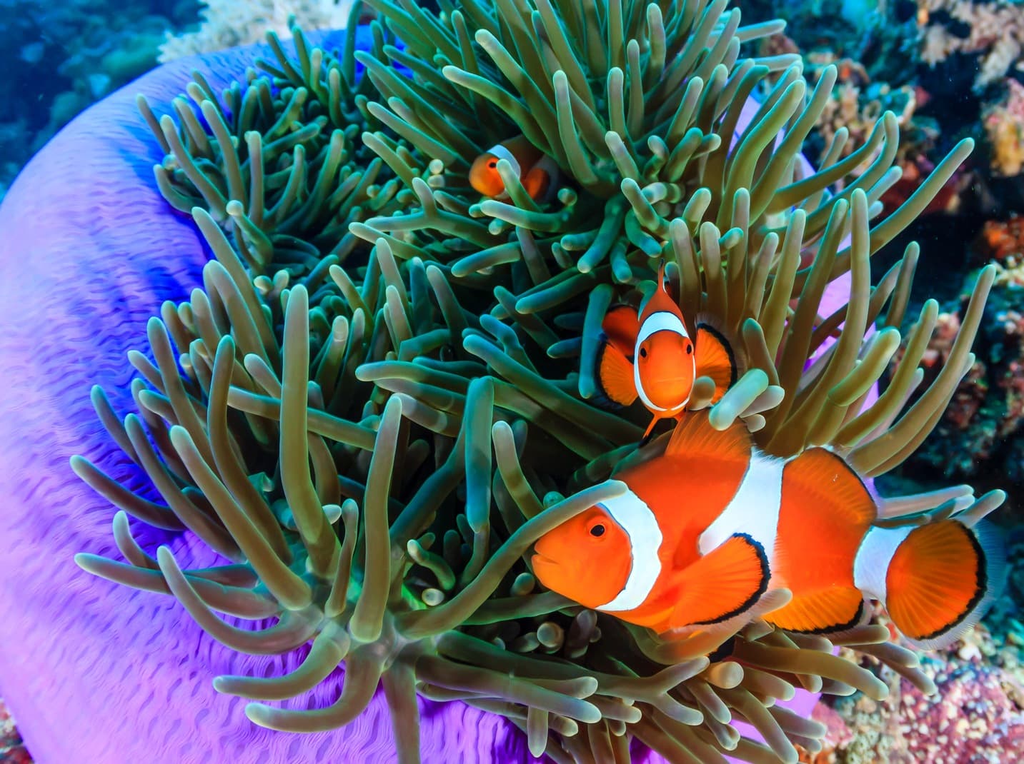 Peces de acuario