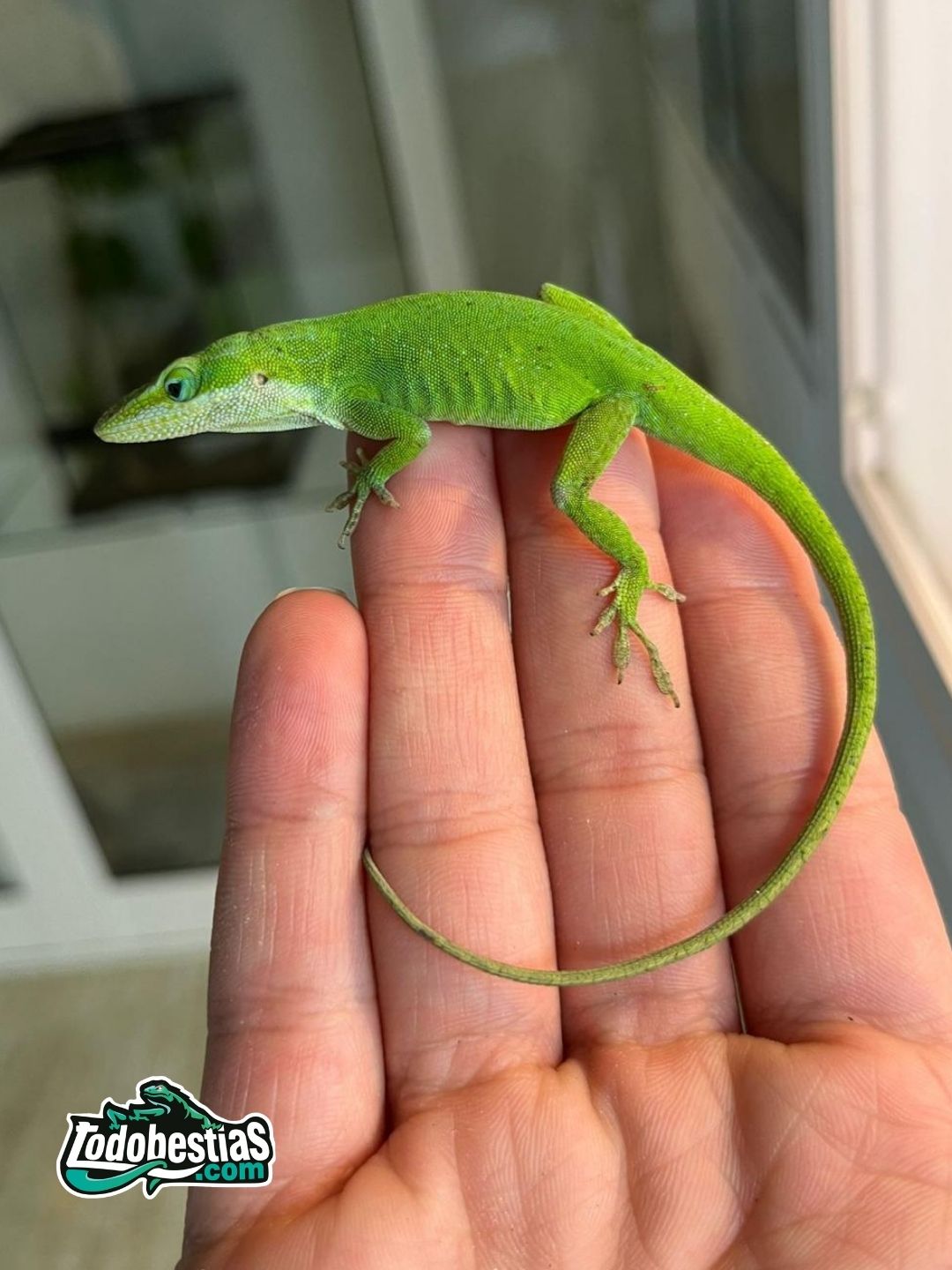 Anolis Carolinensis